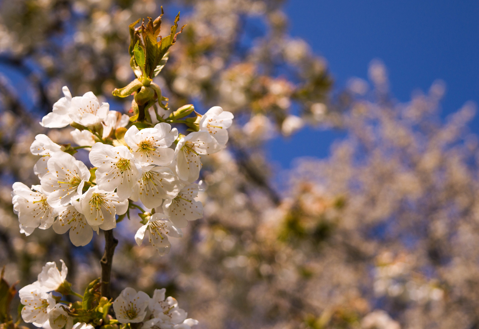 Frühling