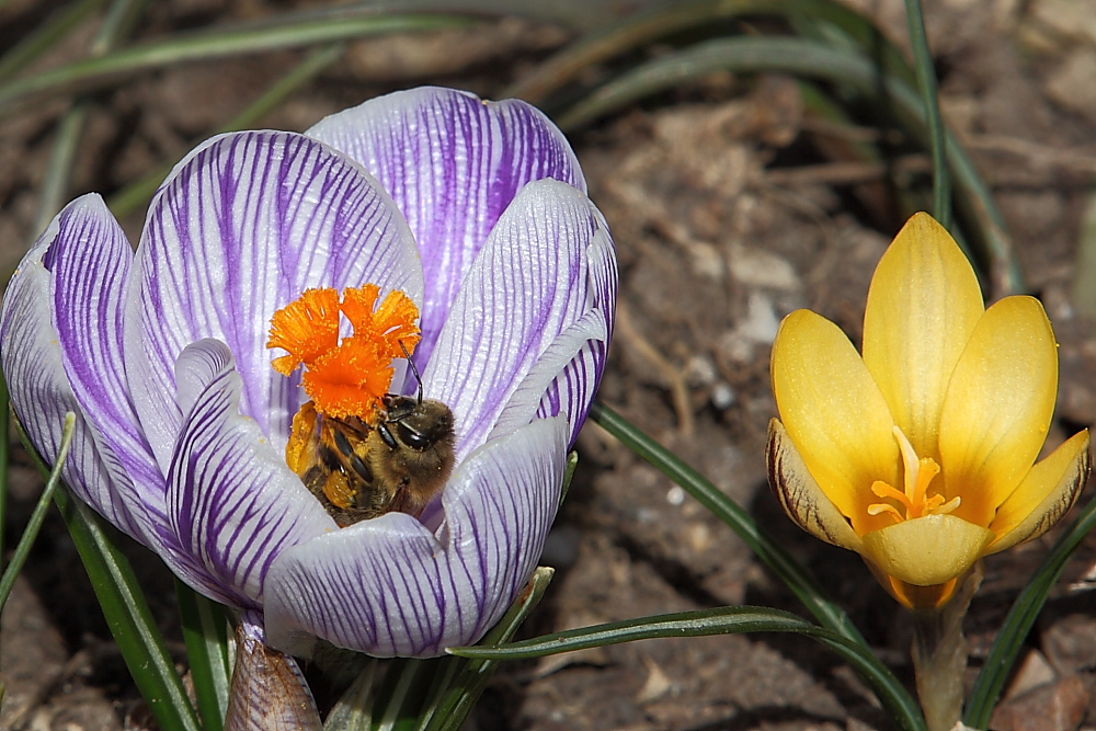 Frühling