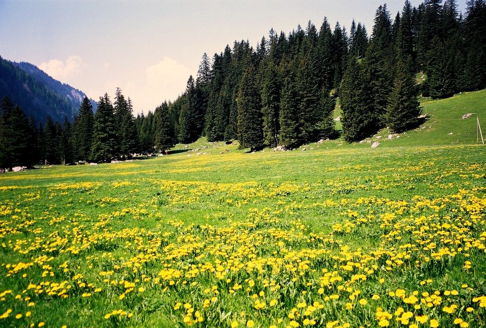 Frühling von Gül Kocher 