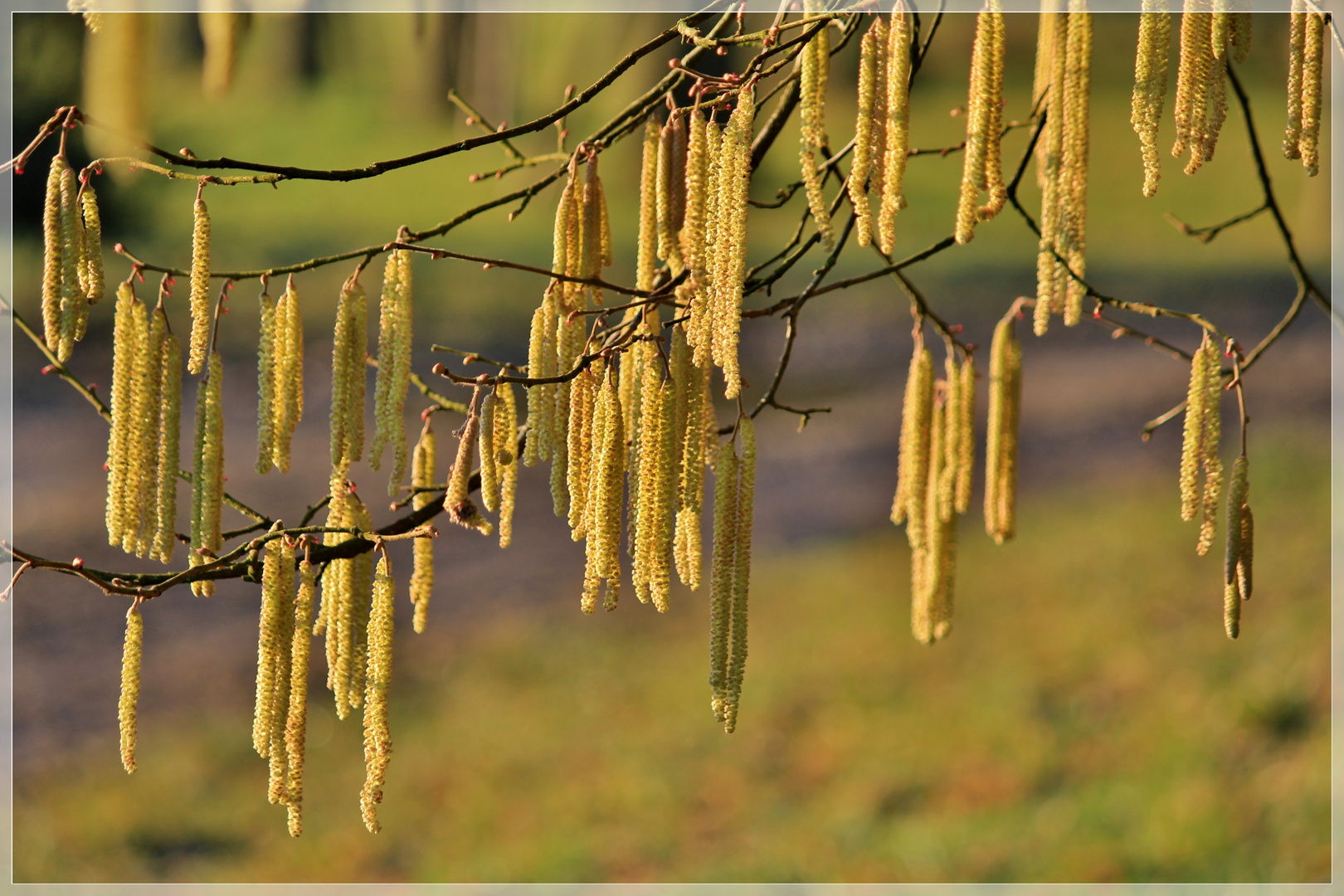 Frühling