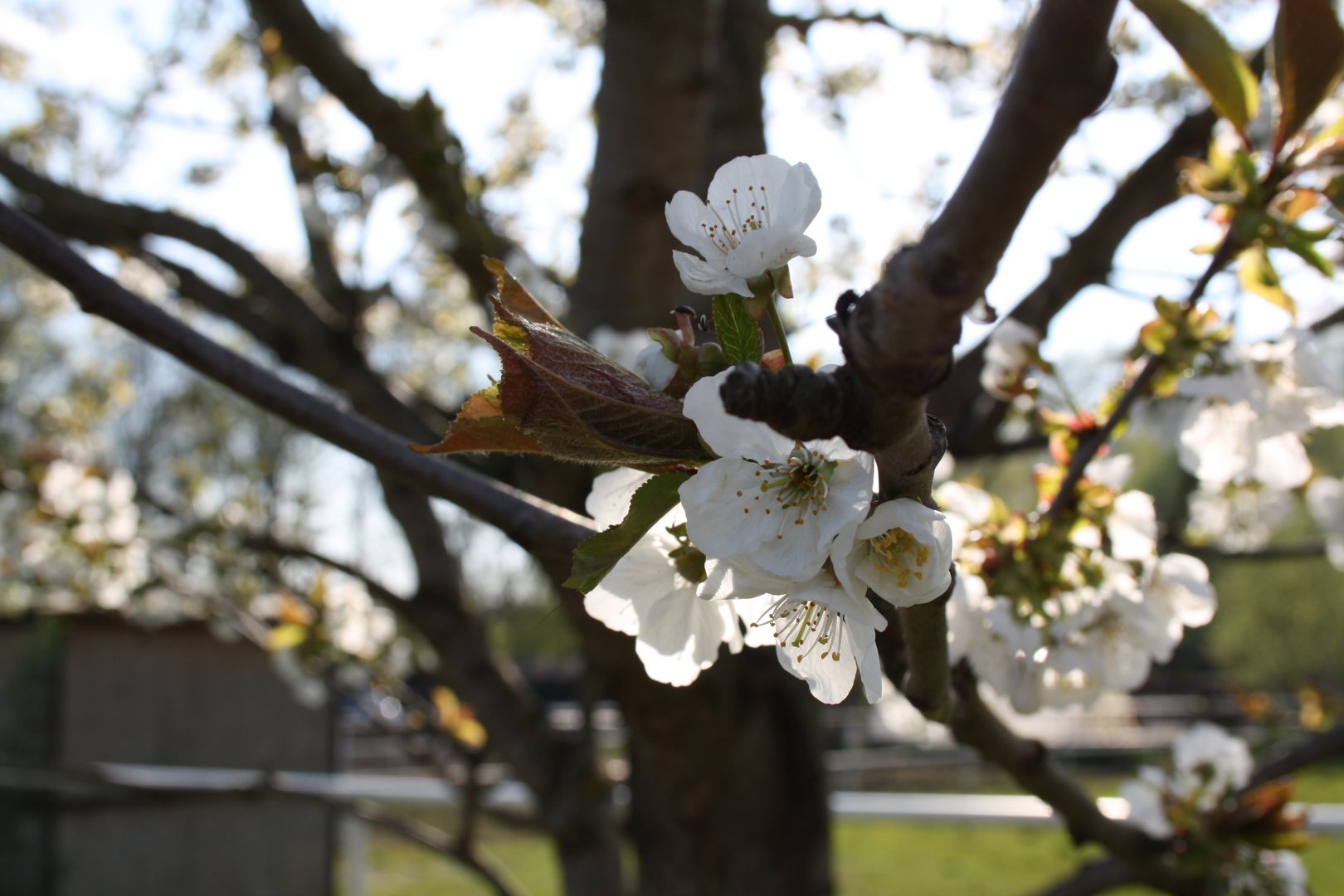 Frühling