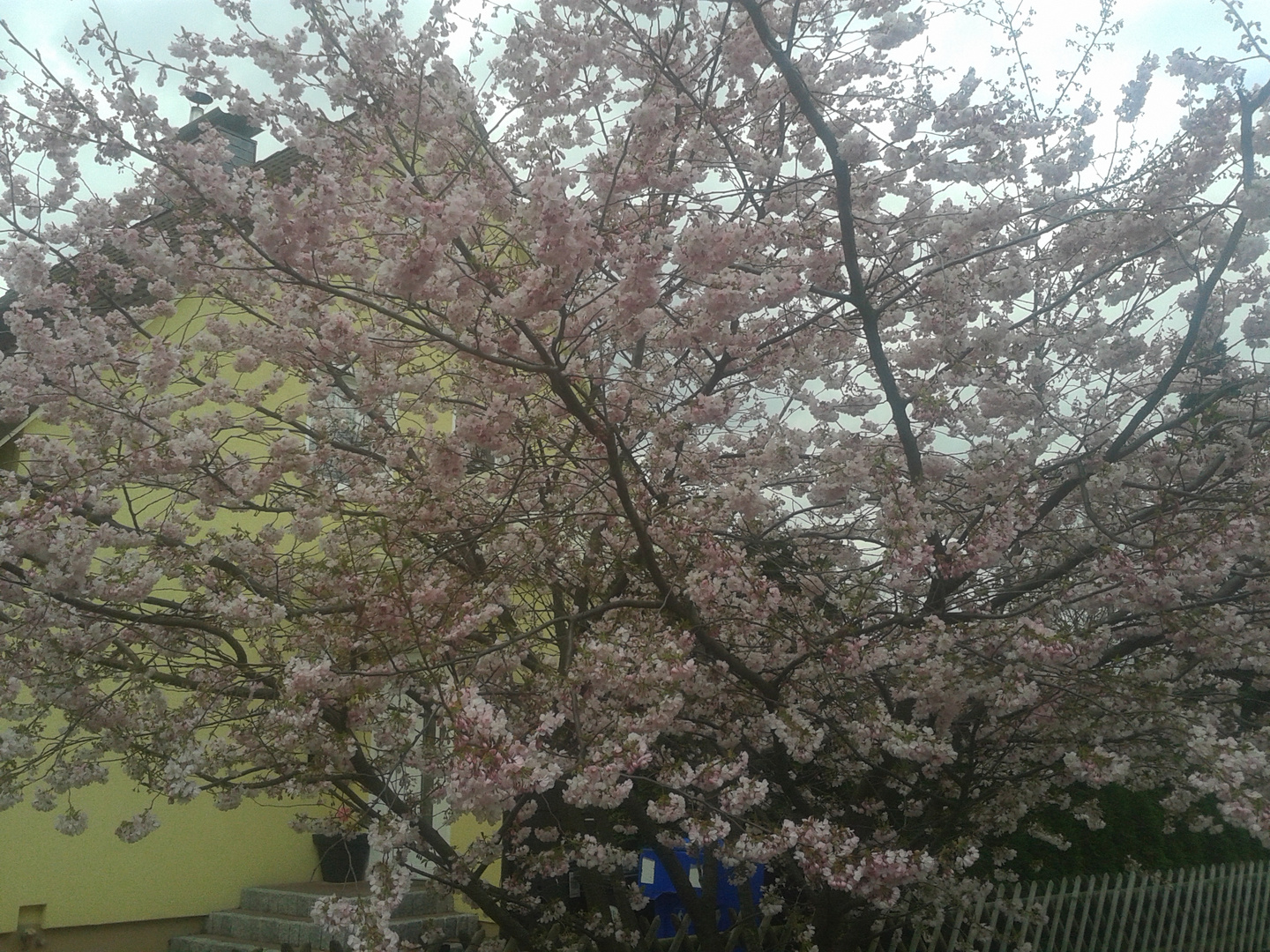 frühling