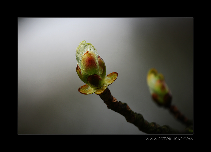 FrühLing