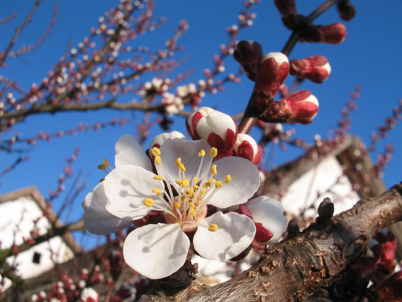 Frühling