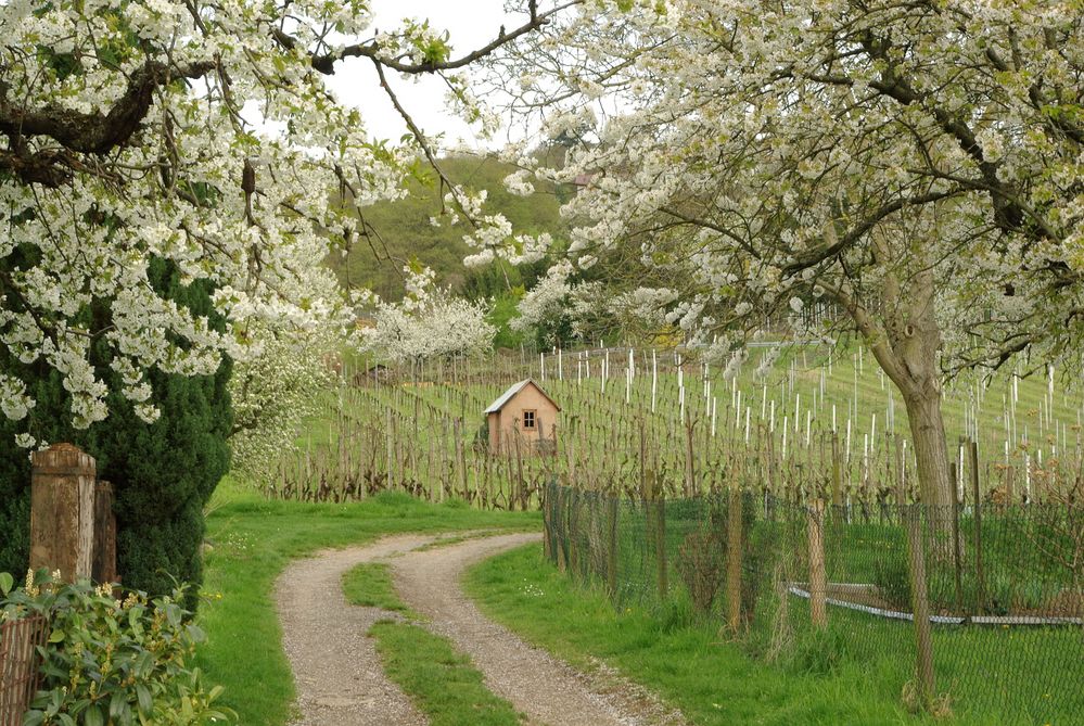 Frühling!