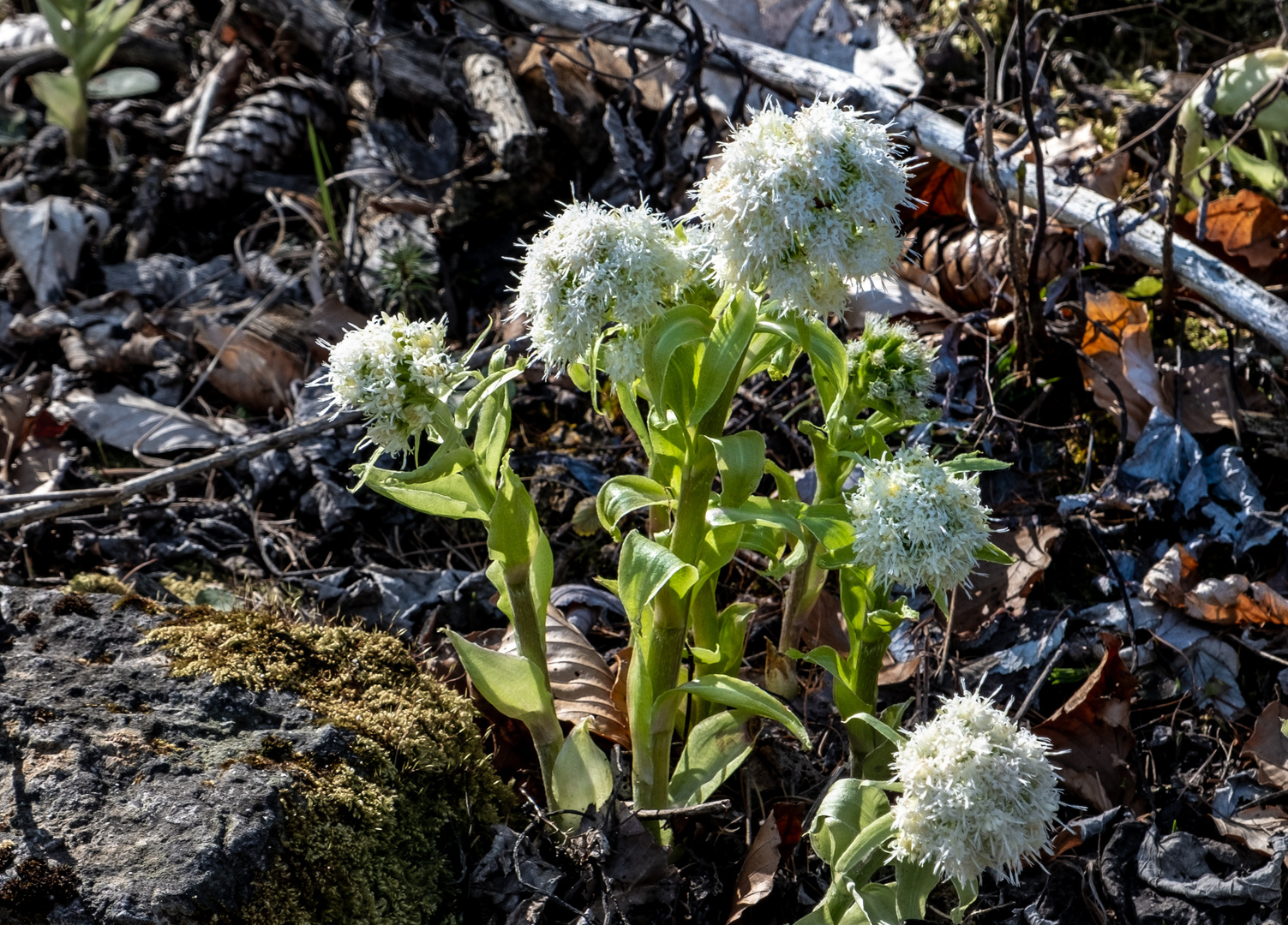 Frühling