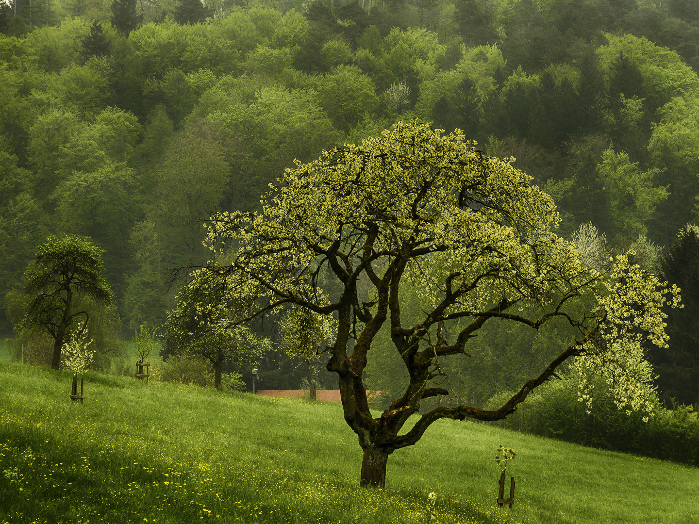 **Frühling**