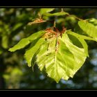 Frühling