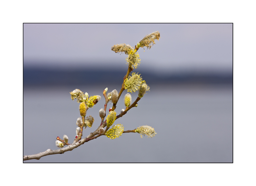 Frühling