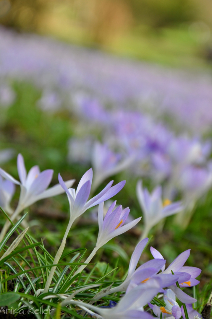 Frühling 