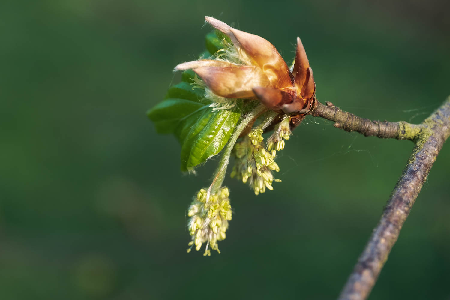 Frühling