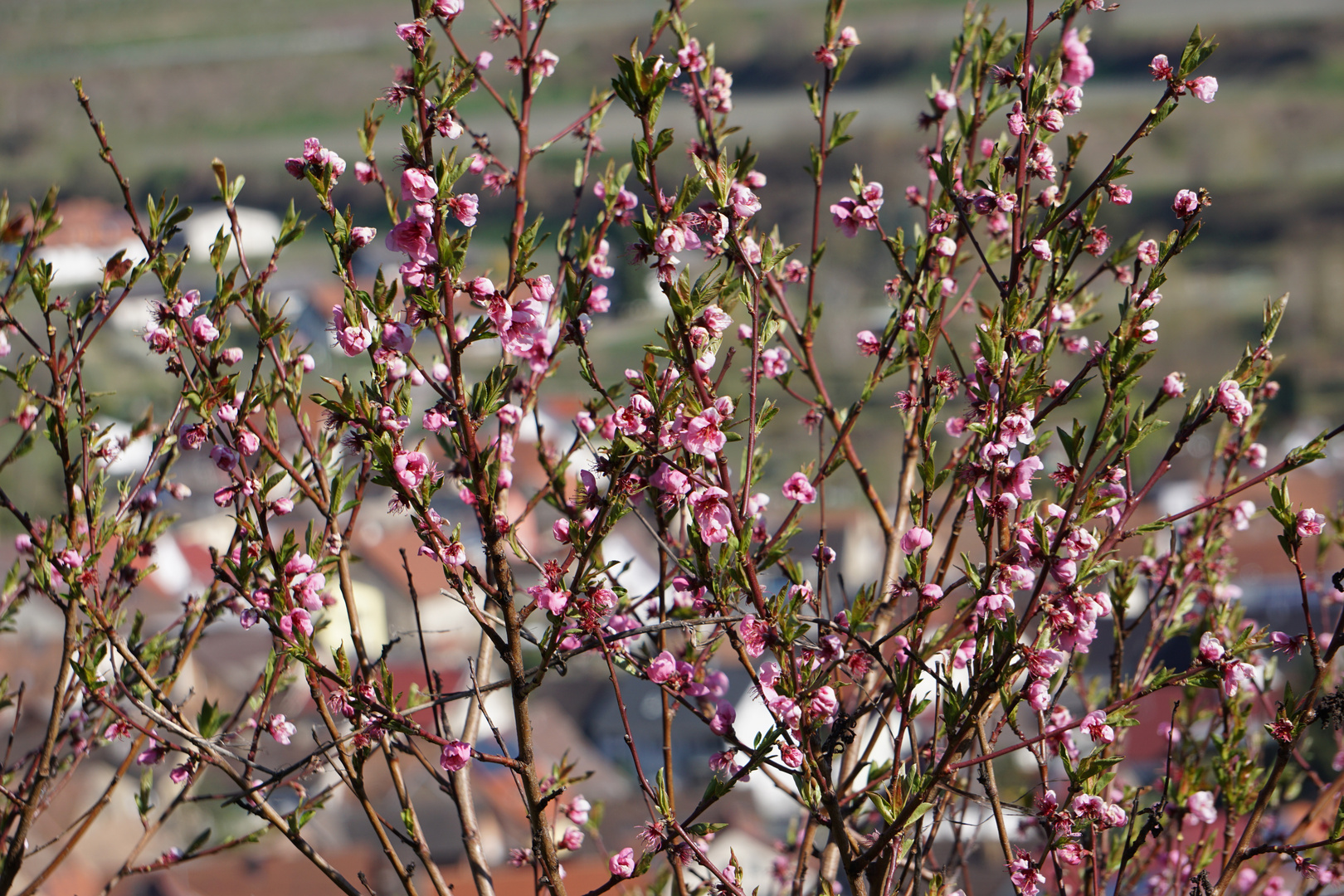 Frühling