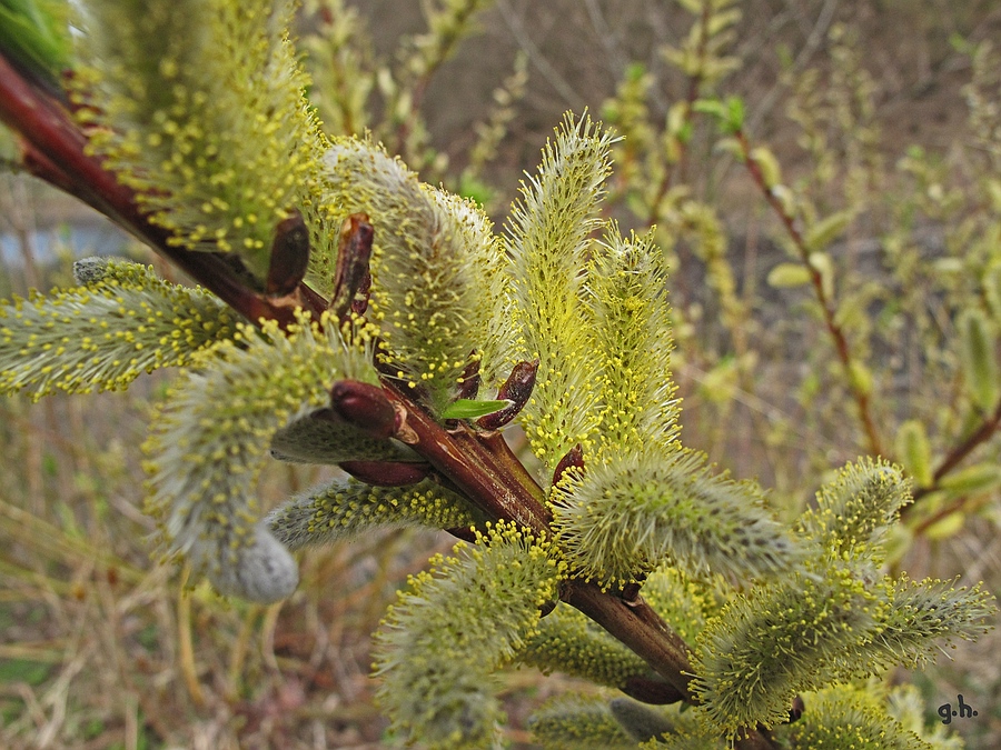 "Frühling"