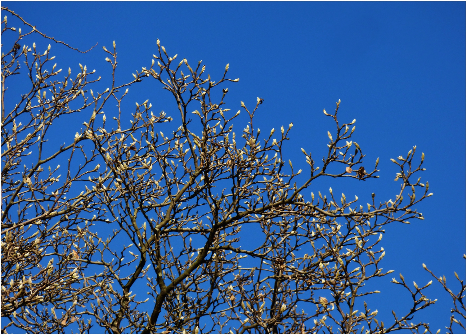 Frühling ?