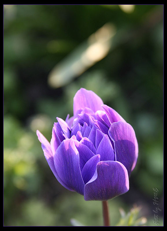 Frühling ...