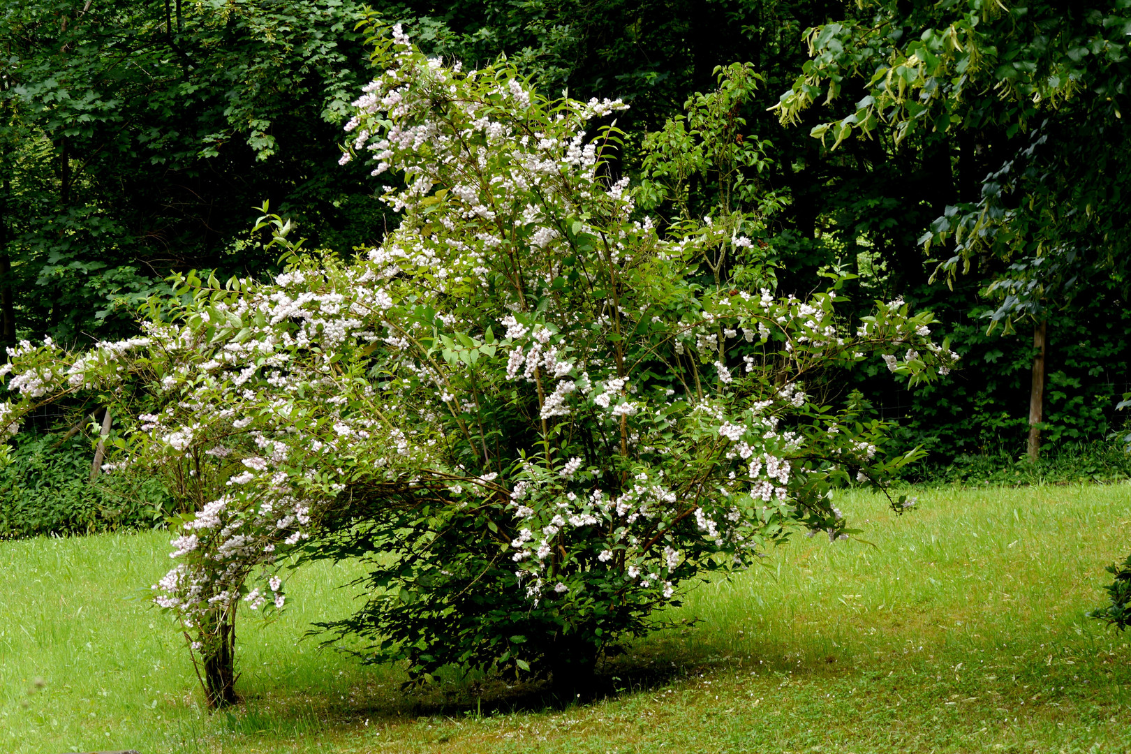 "Frühling" 