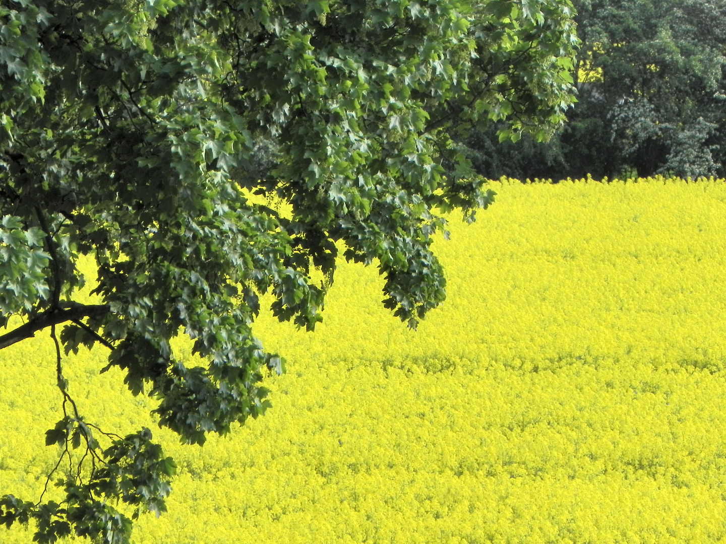 Frühling