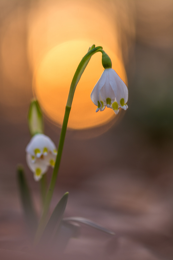 Frühling