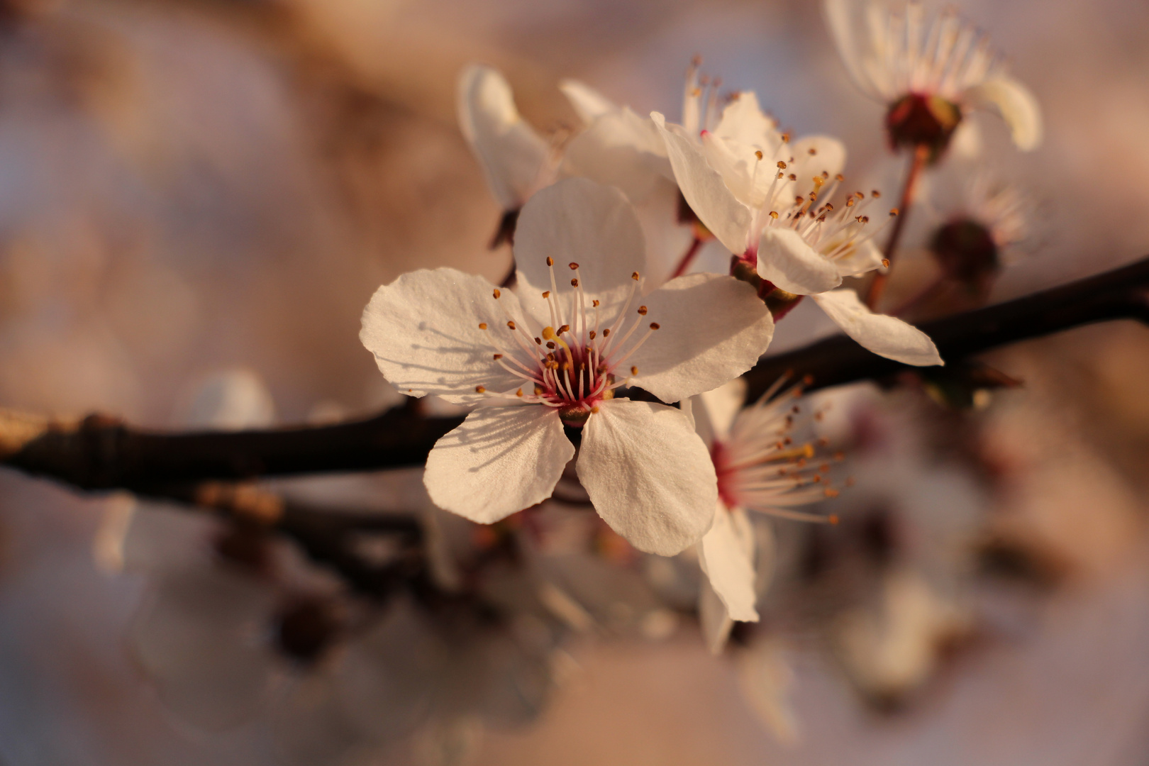 Frühling