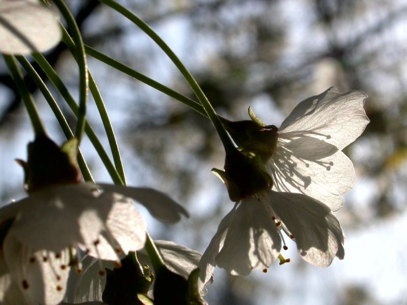 Frühling