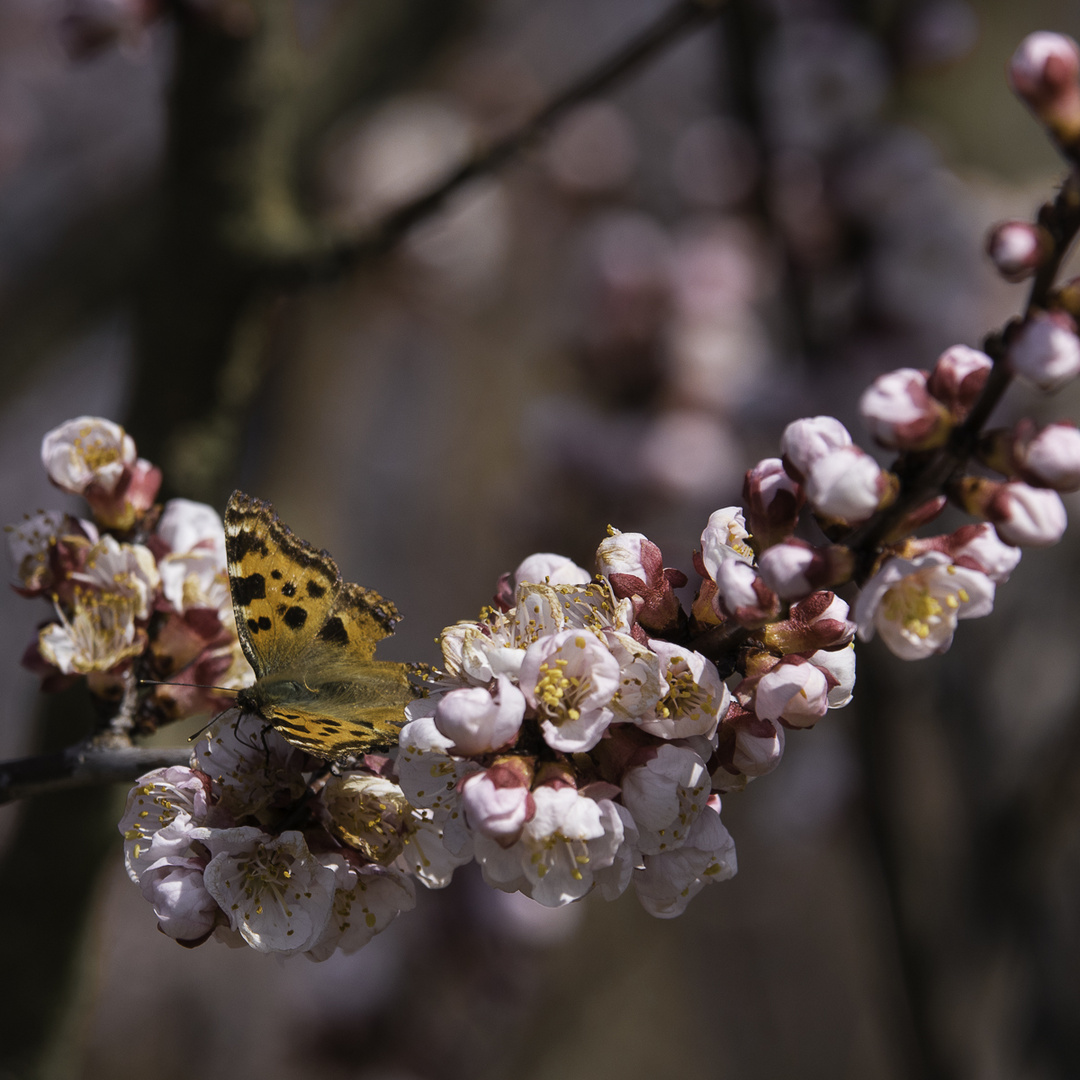 Frühling!