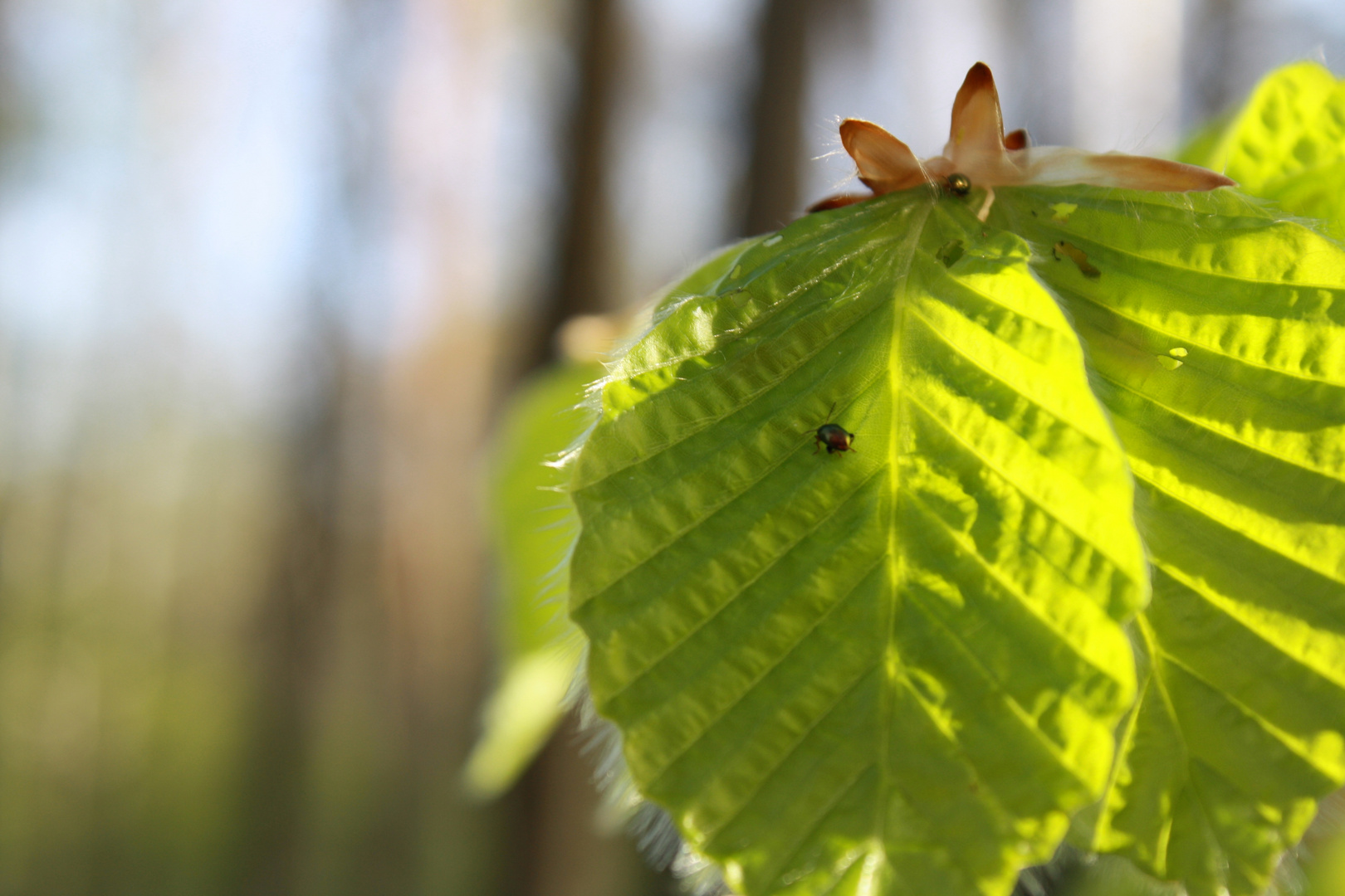 Frühling!