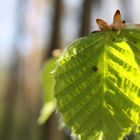 Frühling!