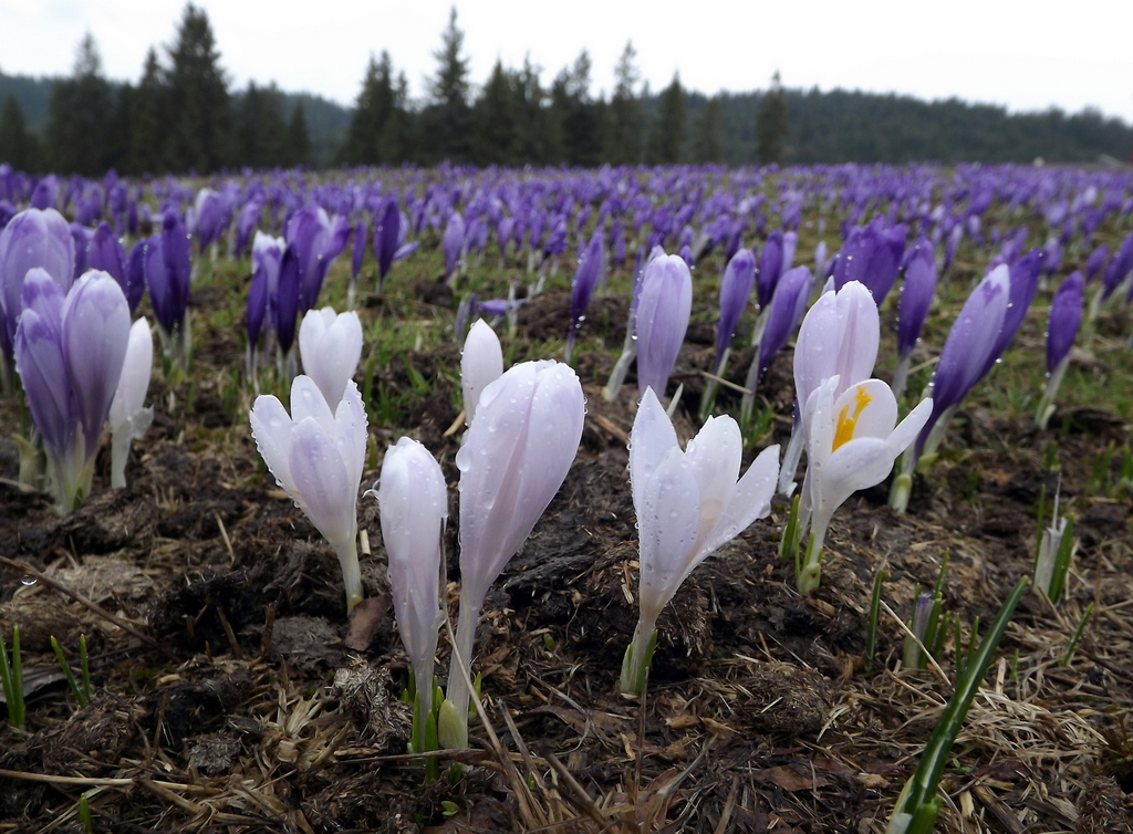 Frühling