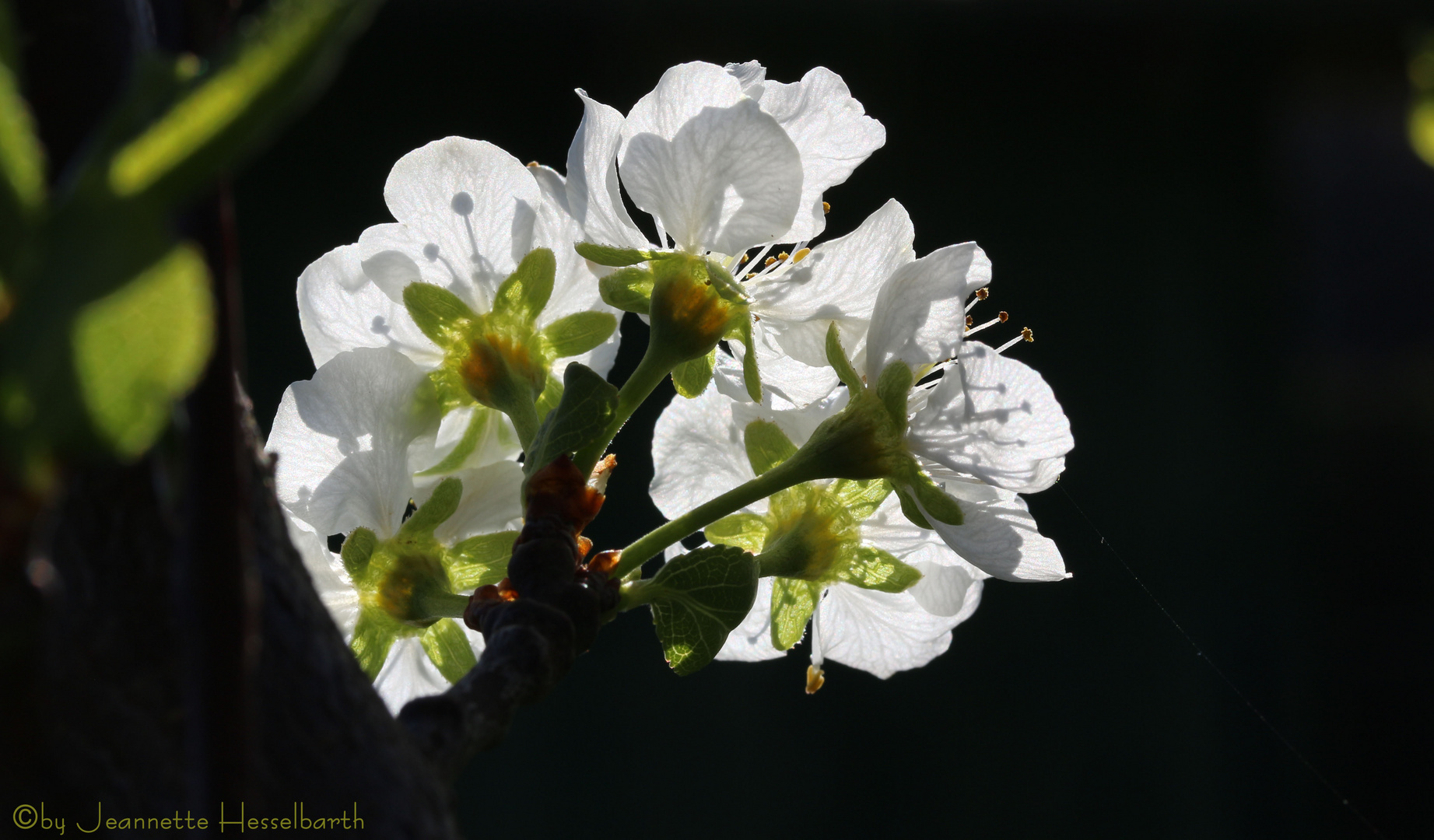 Frühling