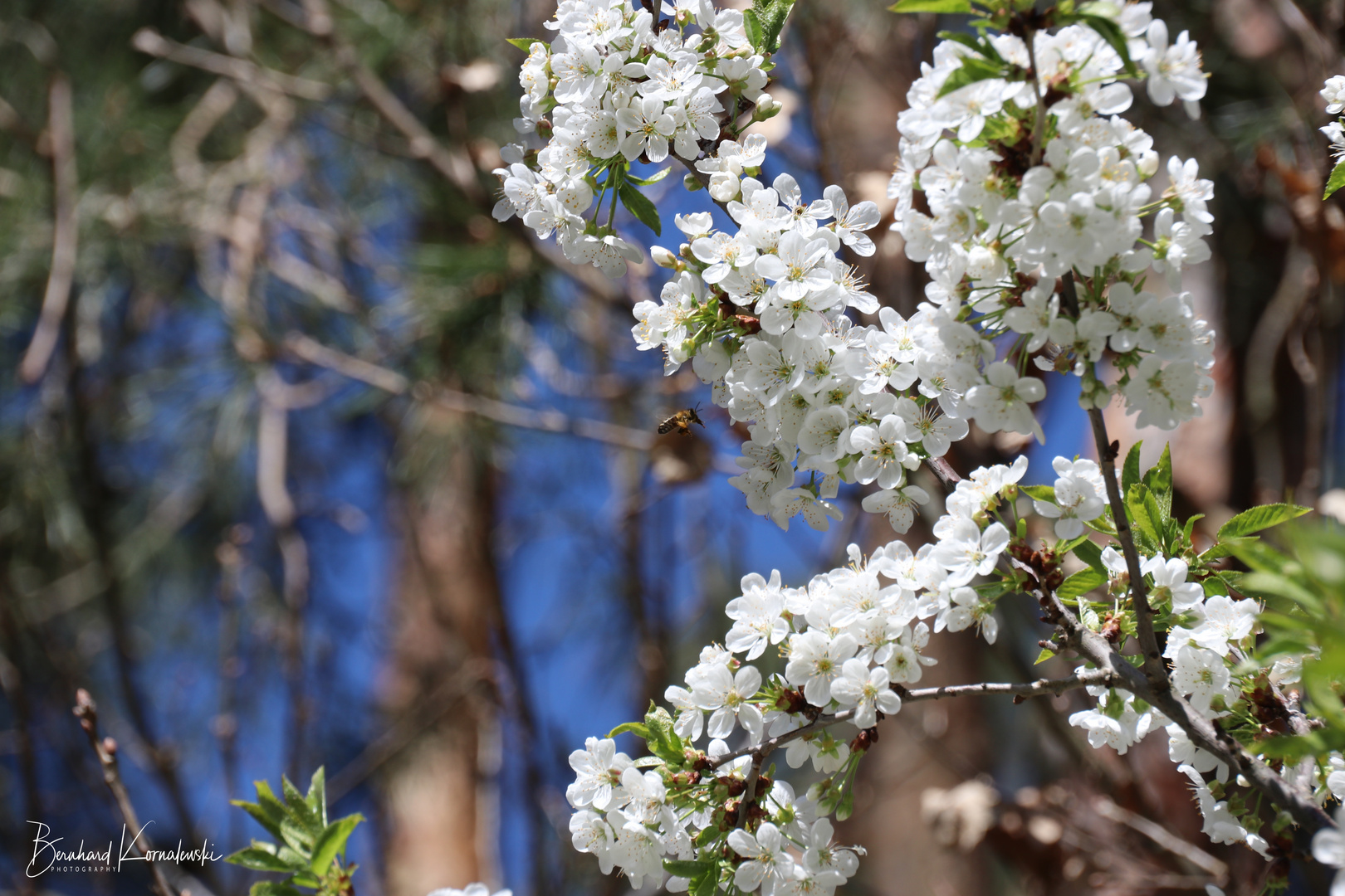 Frühling