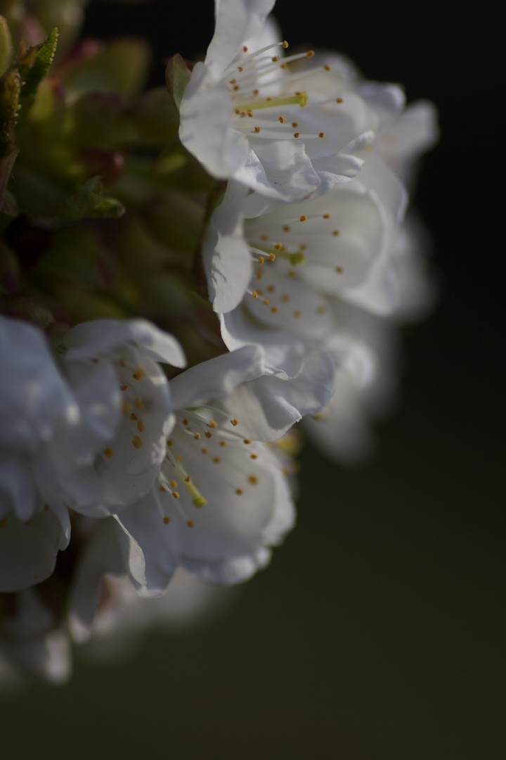 Frühling 