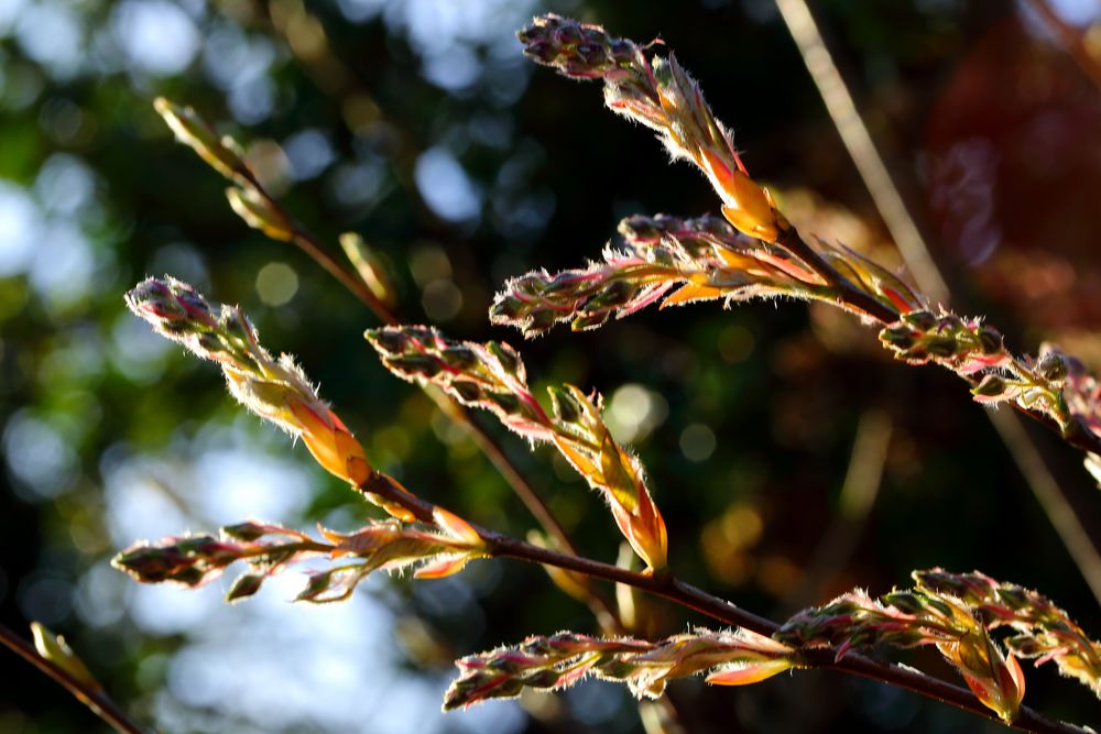 Frühling