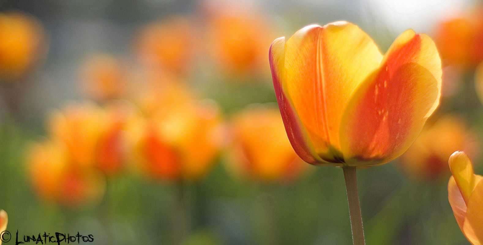 Frühling