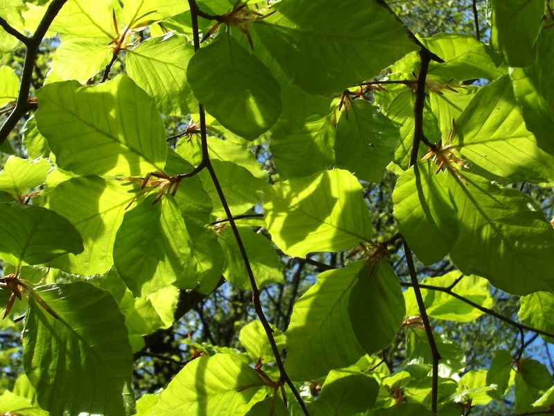 Frühling