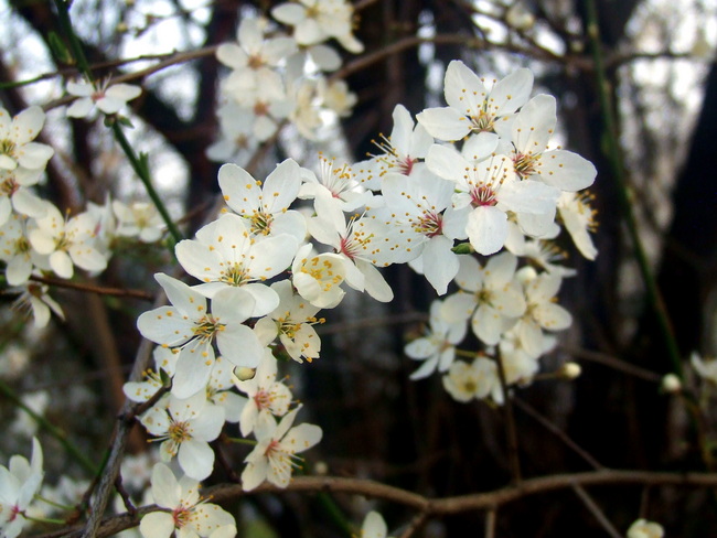 Frühling