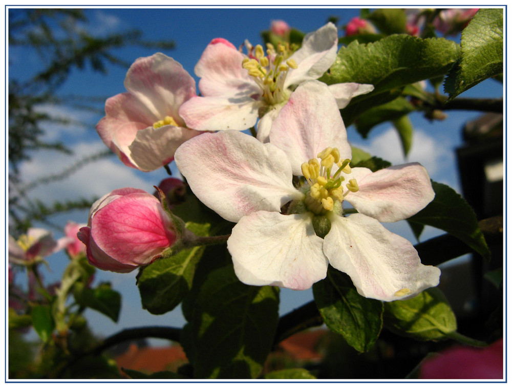 Frühling