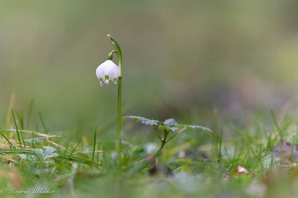 Frühling ...