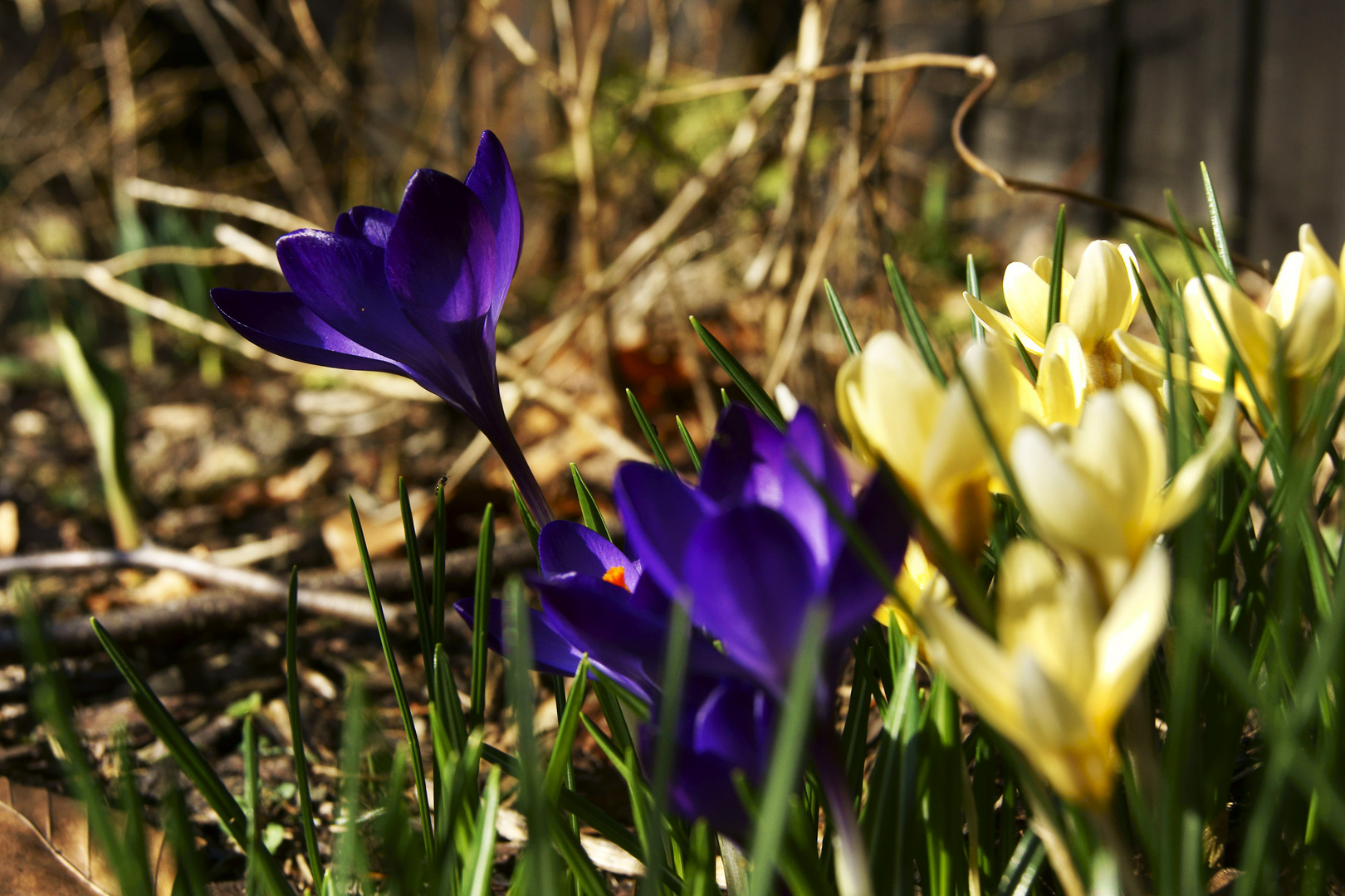 Frühling