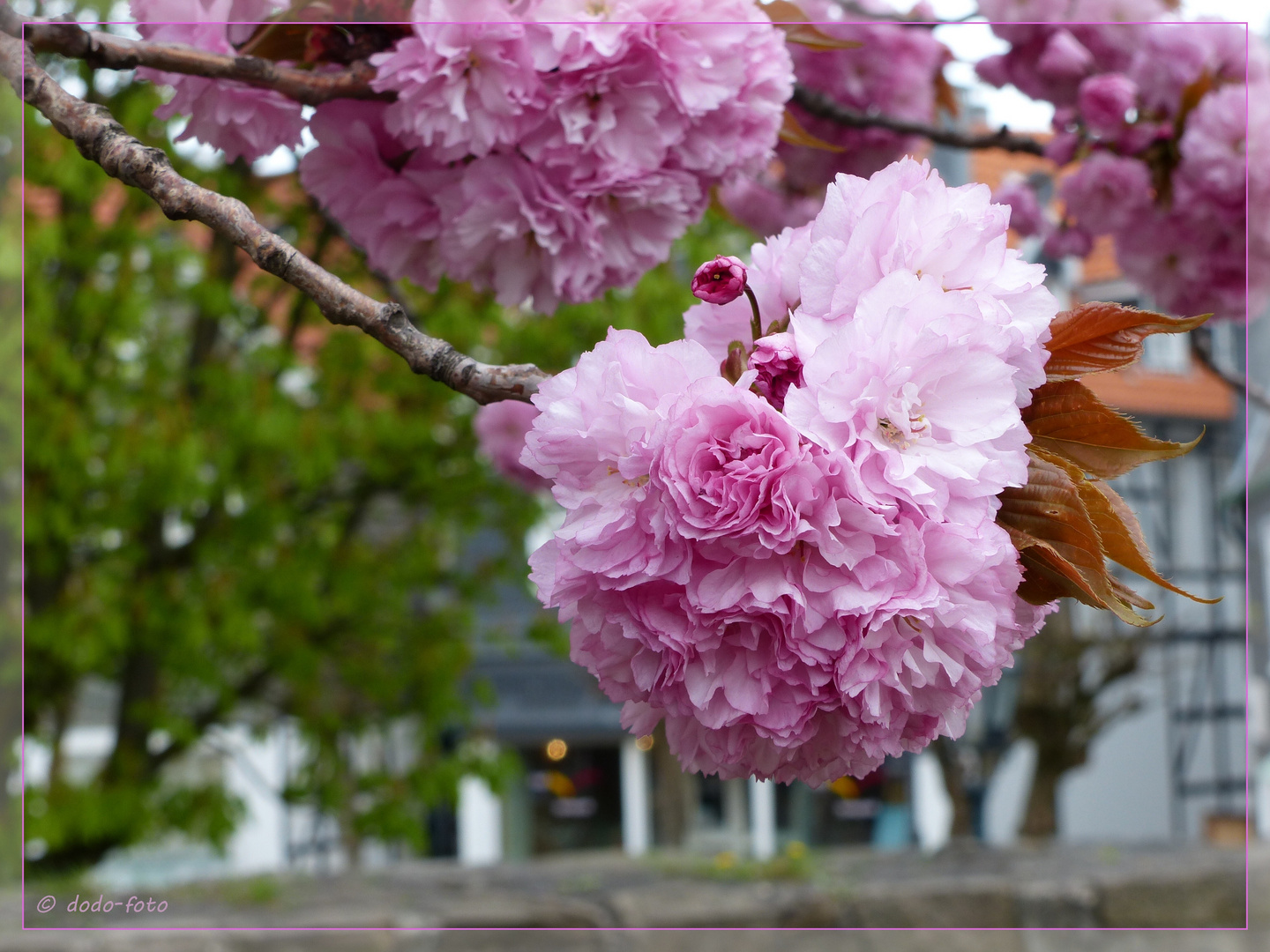 FRÜHLING