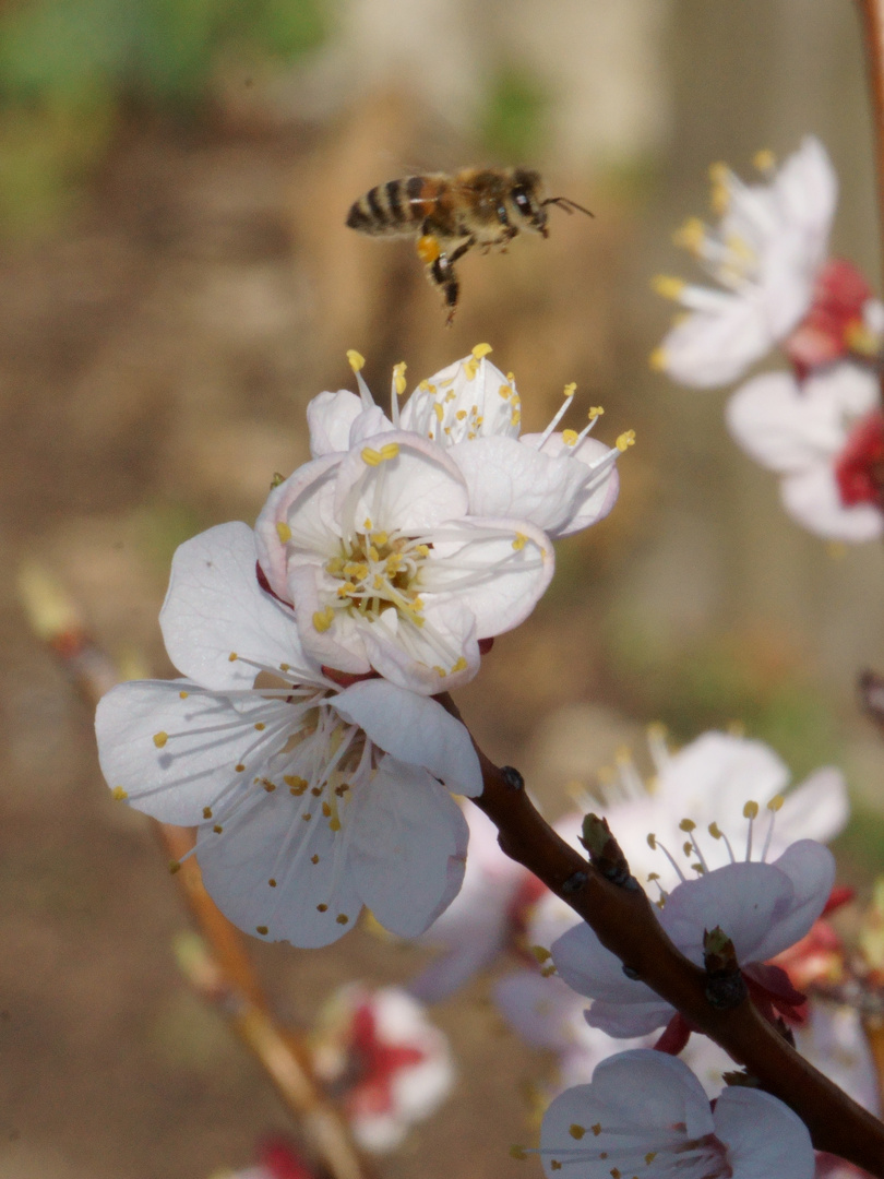 Frühling