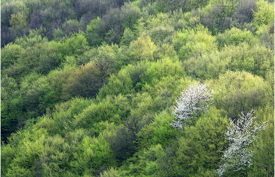 Frühling