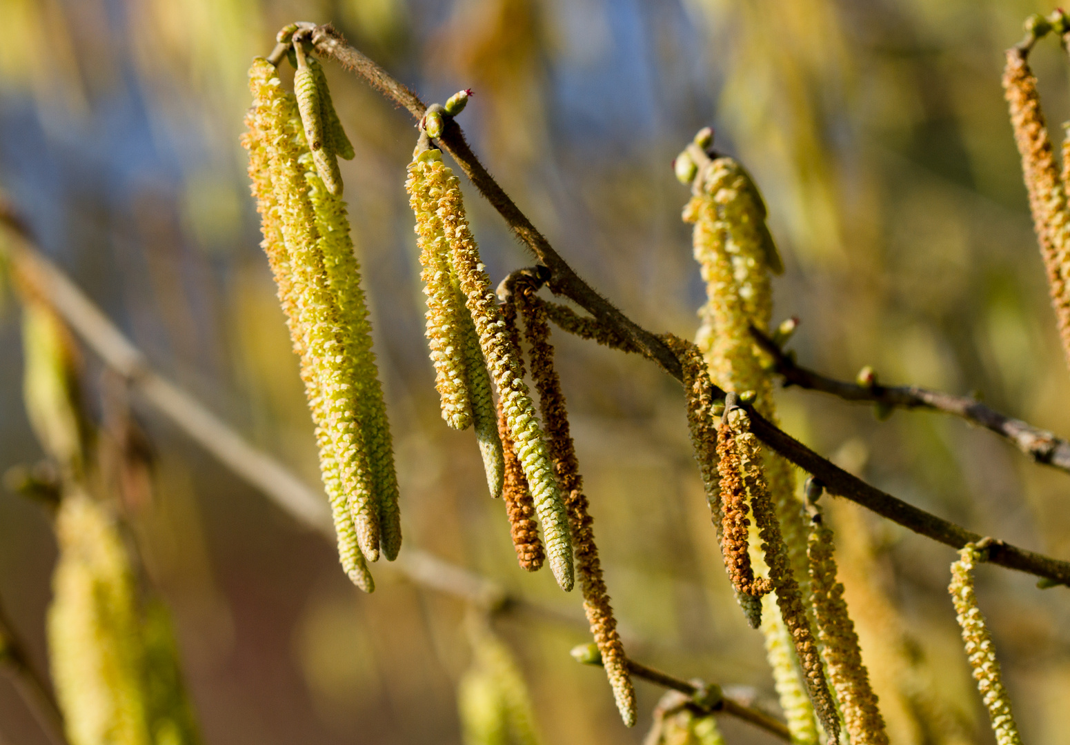 frühling