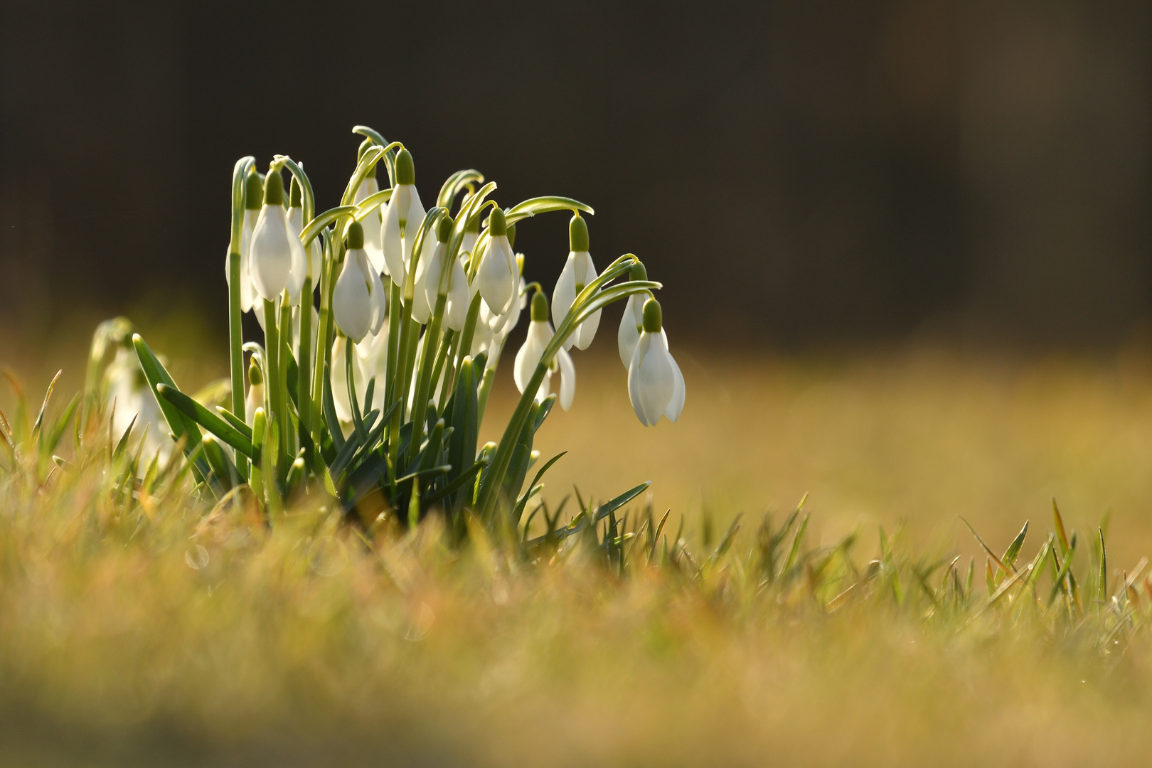 Frühling !!!