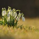 Frühling !!!