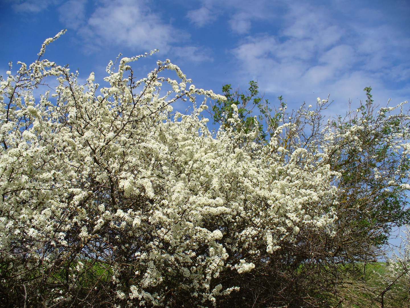 Frühling