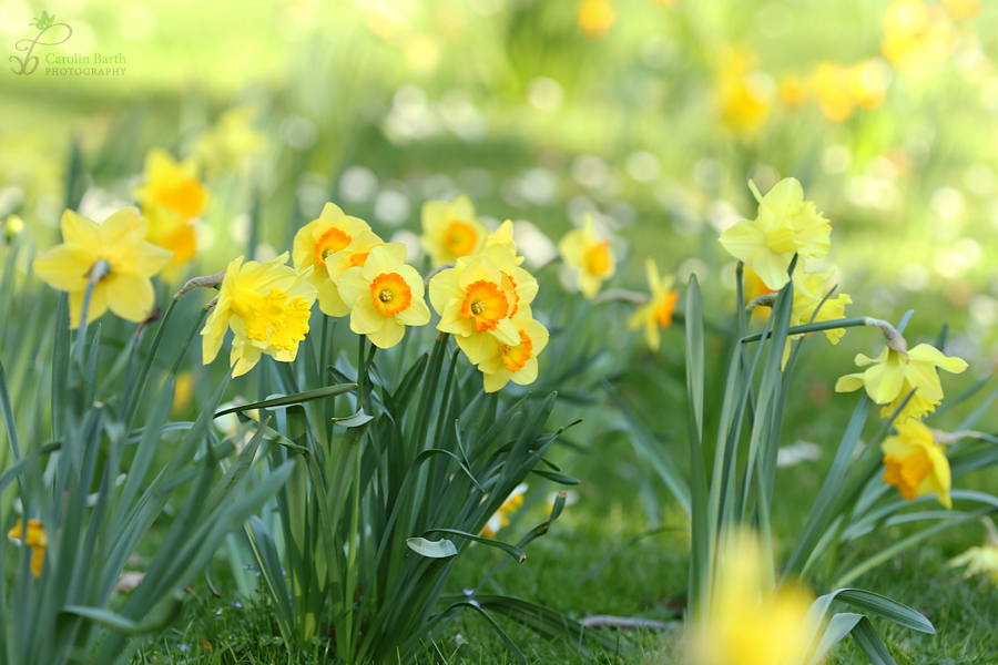 Frühling