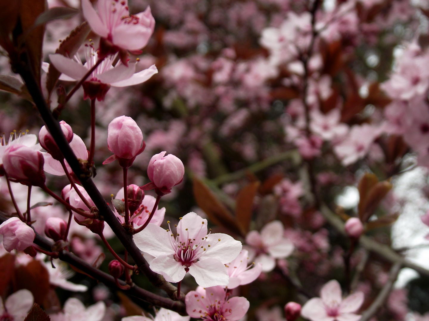 Frühling