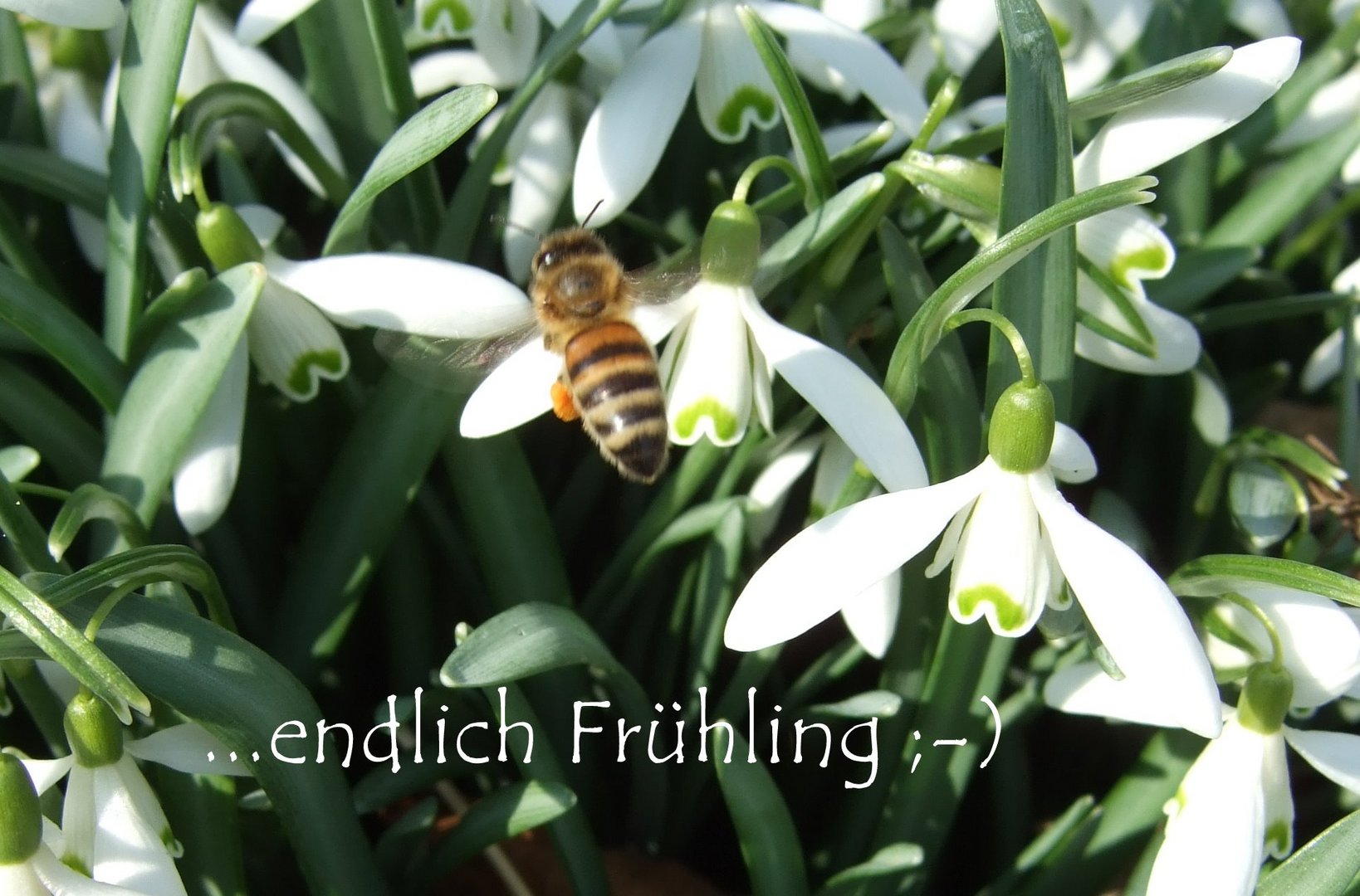 Frühling