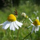 frühling