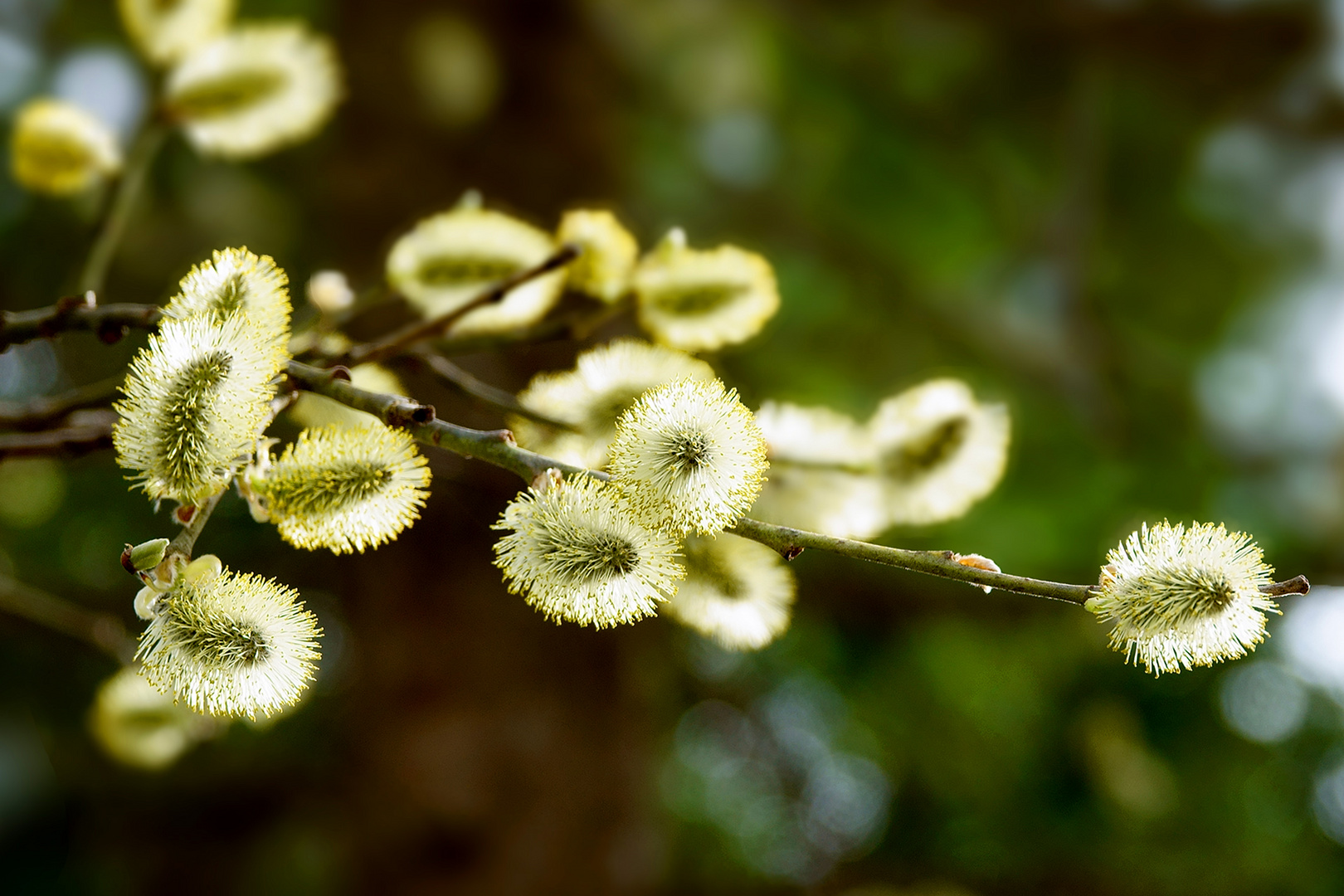 Frühling 